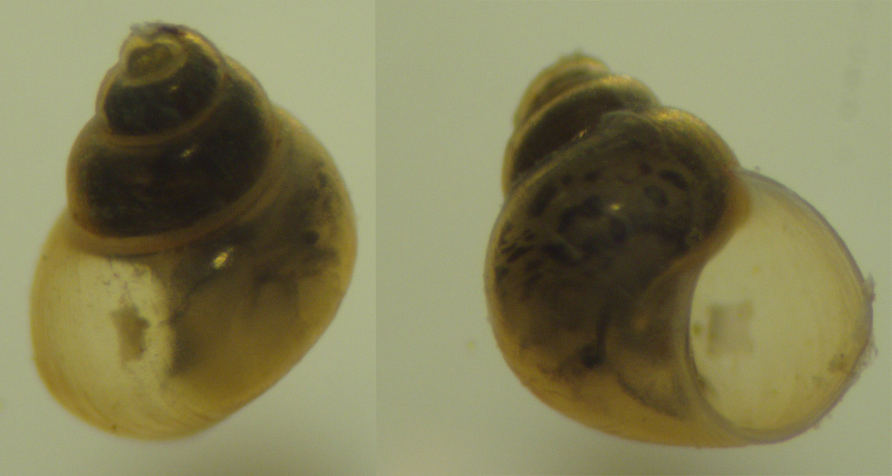 Ancora gasteropodi lagunari - Hydrobia acuta